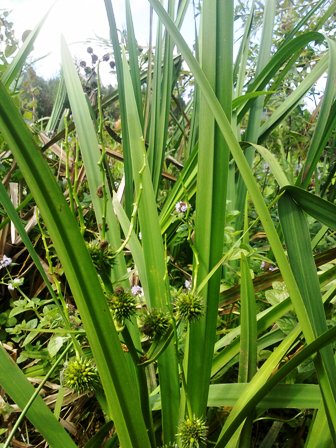 Sparganium erectum